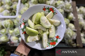 Jambu kristal jadi pilihan pemudik untuk perjalanan di Jalur Pansela