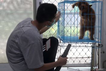 Jasa penitipan dan pengobatan hewan peliharaan di Blitar