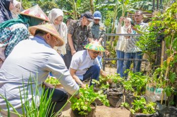 Top! Bupati Bandung & BGN Panen Sayur, Siap Suplai Makan Bergizi Gratis