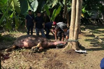 Warga Depok pertahankan Tradisi Kebo Andil jelang Lebaran