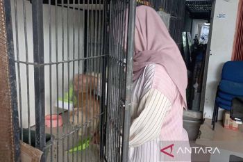 Penitipan kucing di Banda Aceh meningkat jelang Lebaran