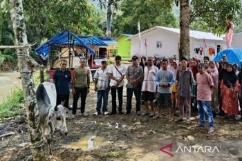Gubernur Sumut beri bantuan 10 sapi bagi korban bencana jelang Lebaran
