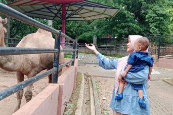 Semarang Zoo target 60 ribu wisatawan selama libur Lebaran