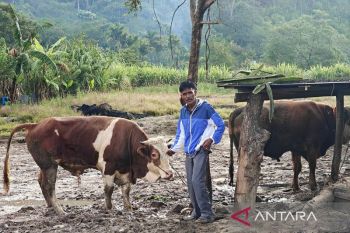 Sapi kiriman Presiden Prabowo tiba di Desa Agusen, Gayo Lues