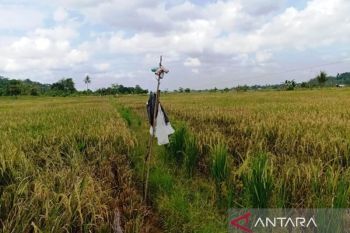 BMKG sarankan padi panen pendek hadapi kemarau