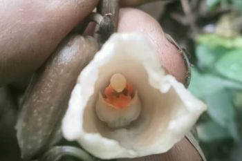 TNBTS identifikasi dua spesies anggrek baru di lereng selatan Gunung Semeru