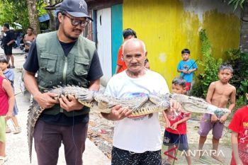 Menjala ikan, warga Sampit malah dapat buaya