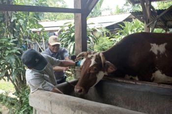 Realisasi vaksinasi PMK bagi ternak di Lampung capai 61.739 dosis per Maret