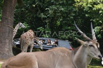 Wisata satwa Taman Safari Bogor saat libur Lebaran