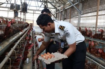 MBG ciptakan pasar besar dan insentif bagi sektor peternakan