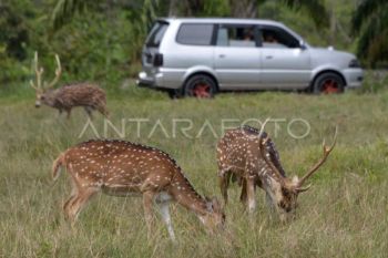 Seekor rusa di Tol Serpan mati tertabrak mobil