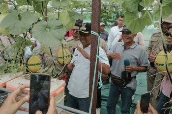 Sumbawa Barat kembangkan melon wujudkan lumbung hortikultura