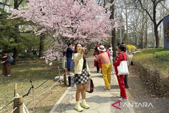 Sakura bermekaran, Taman Yuyuantan di Beijing dipadati wisatawan