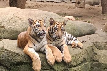 Kemenhut meningkatkan biosekuriti pascakematian harimau di Bandung Zoo