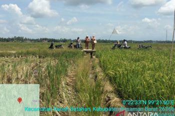 Penanggulangan dampak bencana sektor pertanian di Pasaman Barat dikerjakan secara swakelola