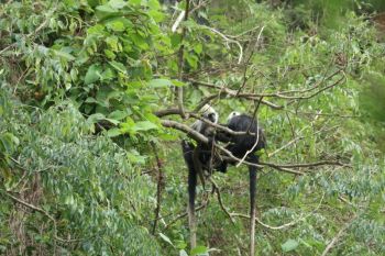 Huawei sediakan AI pantau konservasi lutung kepala putih di Guangxi