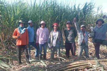 Desa Sorinomo di Dompu jadi episentrum ekonomi tebu