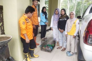 Seekor anak bekantan diamankan BPBD Balangan untuk diserahkan ke BKSDA