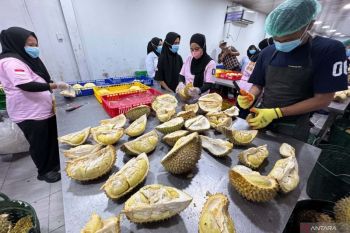 Kementan: Registrasi kebun durian syarat masuk pasar ekspor Tiongkok