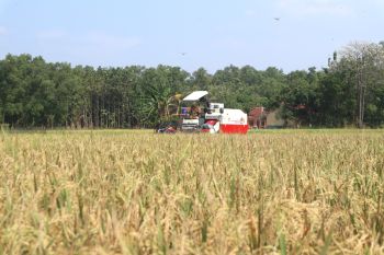 78 persen sawah di Kuningan tuntas panen padi sampai Maret 2026