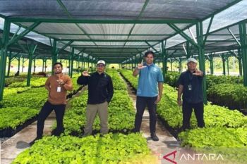 Pulihkan ekosistem, Taman Nasional Tambora siapkan 10.000 bibit kemiri
