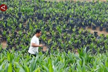 Benih sawit Kaltim capai 30.000 bibit penuhi kebutuhan industri