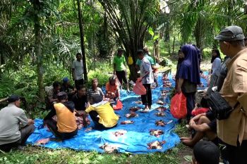 Warga Salareh Aia gelar tradisi "Mahantam" di tengah pemulihan bencana