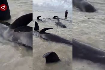 Sejumlah Paus terdampar di Rote Ndao, NTT