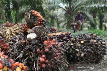 Ketahanan dan transisi energi Indonesia di tengah gejolak geopolitik global
