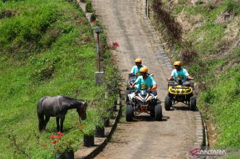 Destinasi agro wisata Tamansuruh Banyuwangi