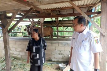 Pemprov Lampung: Pencegahan PMK pastikan kesehatan ternak jelang Idul Adha