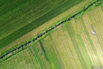 Luas panen padi nasional Februari 2026