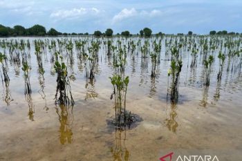 PLN Peduli Mangrove Berakit: Dari Akar yang Ditanam, Harapan Masyarakat Tumbuh