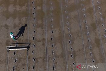 Hentikan peredaran benih tanaman pangan tidak bermutu secara "online"