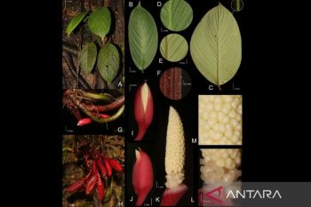 Peneliti usul talas langka Sumatera masuk kategori terancam punah
