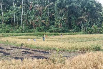 Pasaman Barat catat produksi padi 20.245 ton