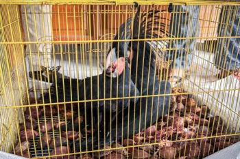 Indonesia foils illegal trade of protected birds