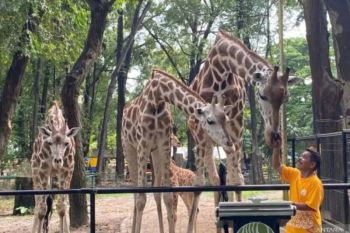 Ragunan prediksi 30.000 wisatawan berkunjung saat libur Paskah Jumat