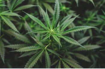 Polres Keerom tangkap pasutri dan lima pengedar ganja