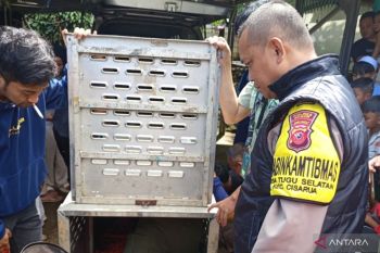 Resahkan warga Cisarua, seekor macan tutul di Gunung Mas berhasil dievakuasi