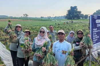 Diperta Probolinggo berupaya tingkatkan produktivitas bawang merah