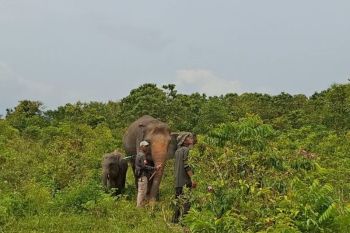TNWK dipertimbangkan kembali dibuka untuk wisata edukasi