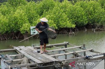 Sekolah Lapang Kaltim untuk kelangsungan iklim pesisir