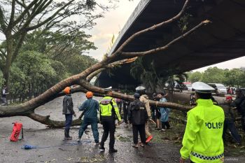 Hujan deras dan angin kencang picu puluhan pohon tumbang di Bandung