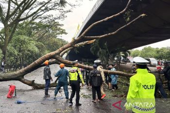 BPBD Bandung tangani 33 pohon tumbang akibat hujan dan angin kencang