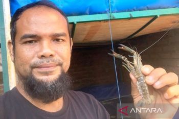 ASN Aceh Barat sukses budidaya lobster air tawar, tawarkan solusi ekonomi masyarakat
