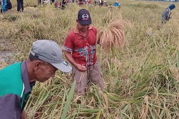 Kekaraengan Marusu  di Sulsel lestarikan tradisi "Katto Bokko"