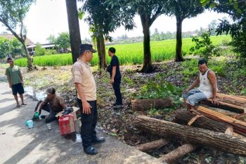 Pohon tumbang tutup jalan di tiga kecamatan OKU Timur, lalu lintas dempat lumpuh