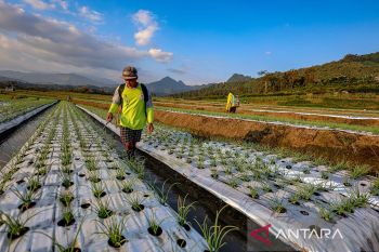 Plastik mahal, peluang hijau bagi sistem pangan