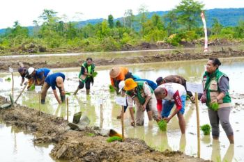 Papua focuses on rice sufficiency to lift farmers' welfare
